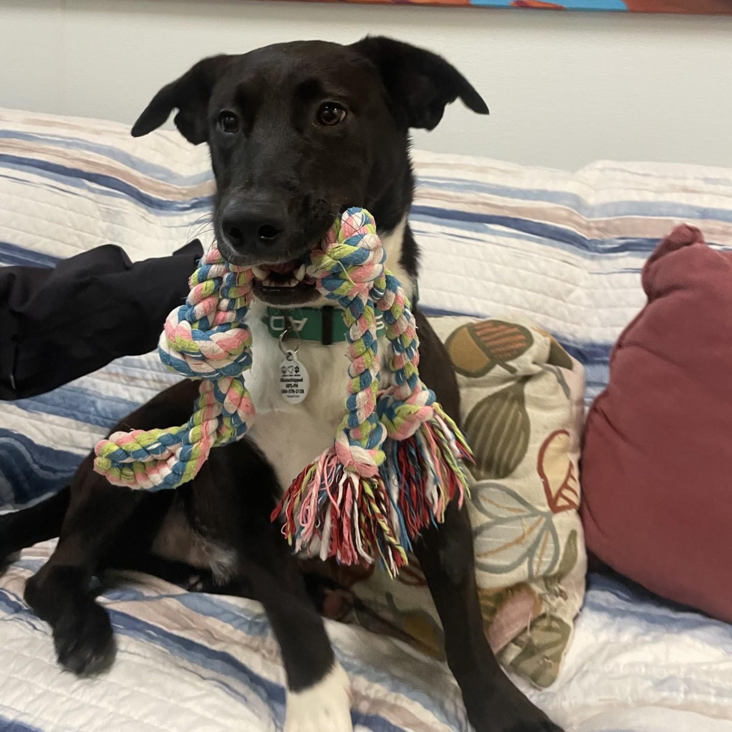 Shorty, a Adoptable mixed breed in Friday Harbor, WA image 3/6