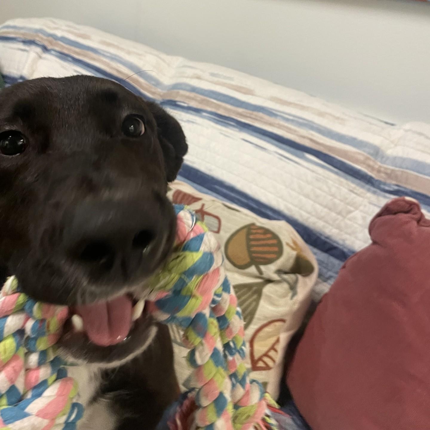 Shorty, a Adoptable mixed breed in Friday Harbor, WA image 5/6