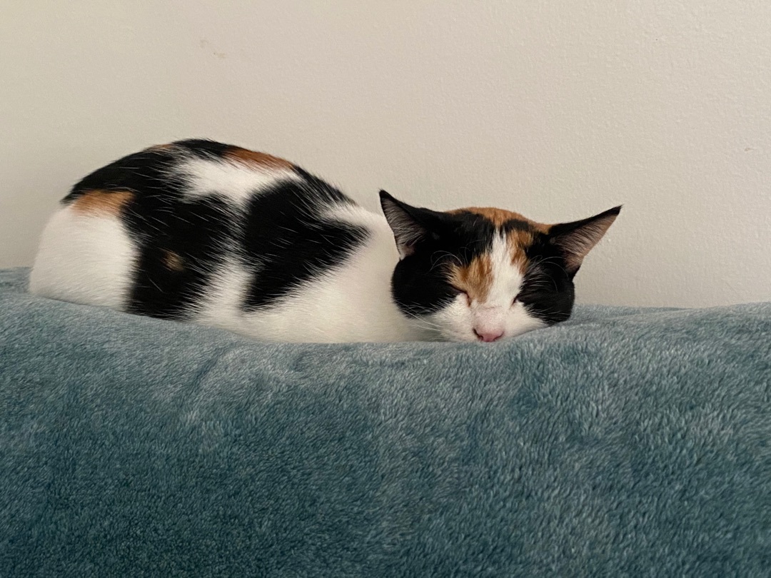 Enlarge Oak, a Adoptable Calico in Novi, MI image 1/6