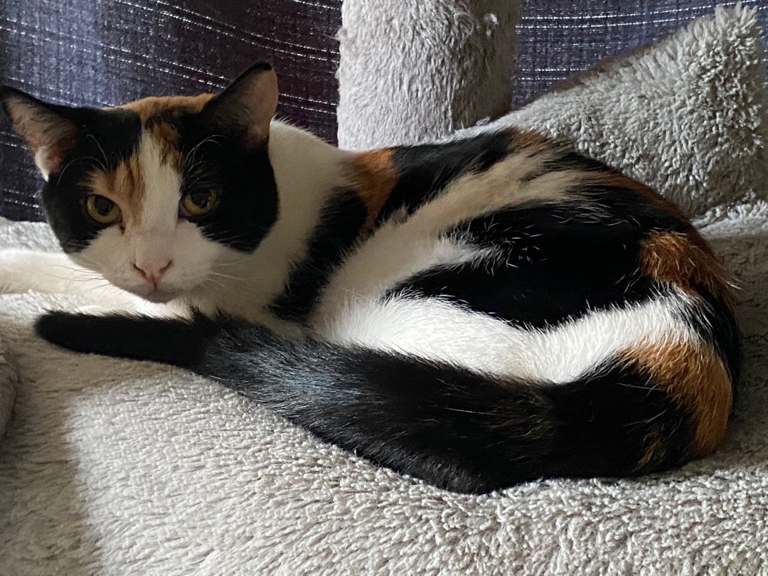 Enlarge Oak, a Adoptable Calico in Novi, MI image 2/6