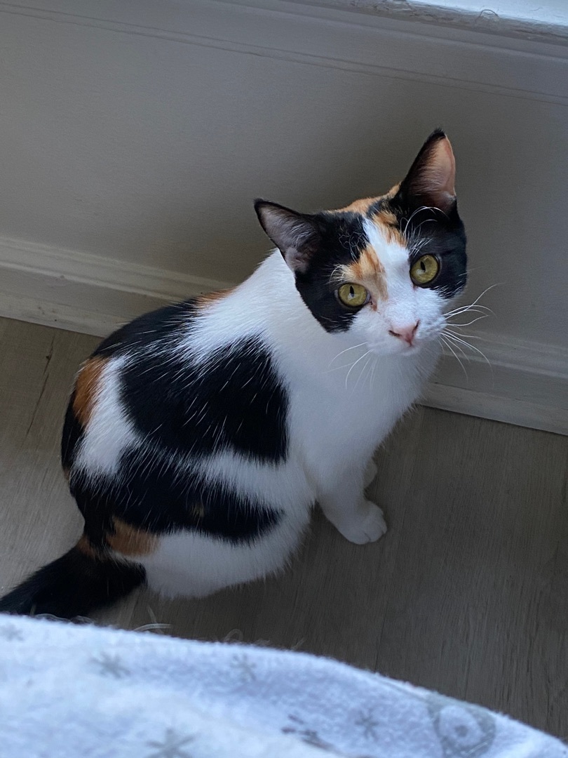 Enlarge Oak, a Adoptable Calico in Novi, MI image 4/6