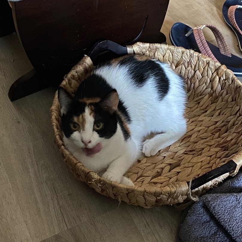 Enlarge Oak, a Adoptable Calico in Novi, MI image 6/6