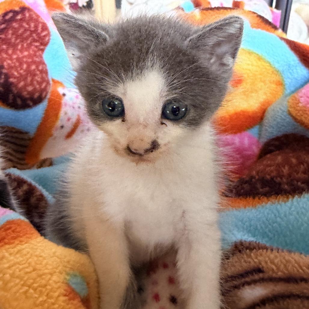 Blinky, Adoptable, Kitten Female Domestic Short Hair.