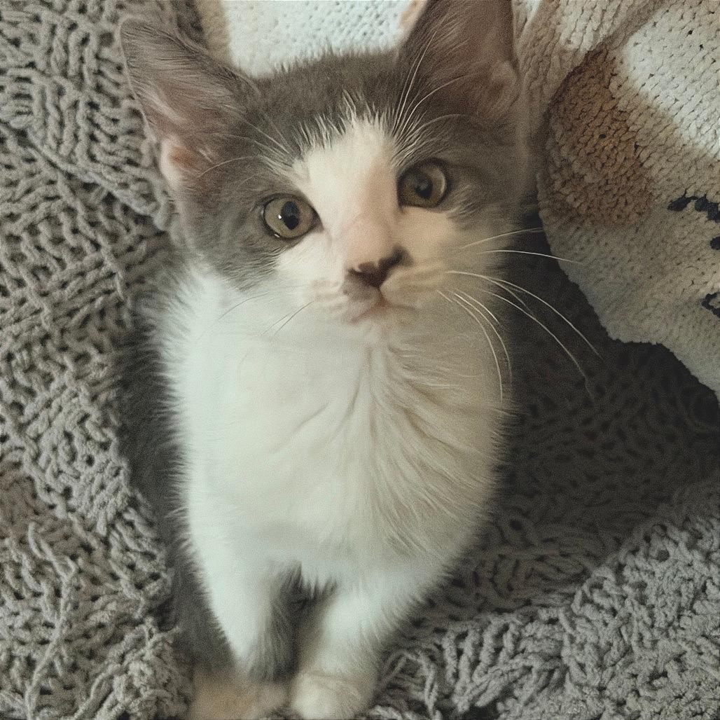 Enlarge Blinky, a Adoptable Domestic Short Hair in Jupiter, FL image 2/6