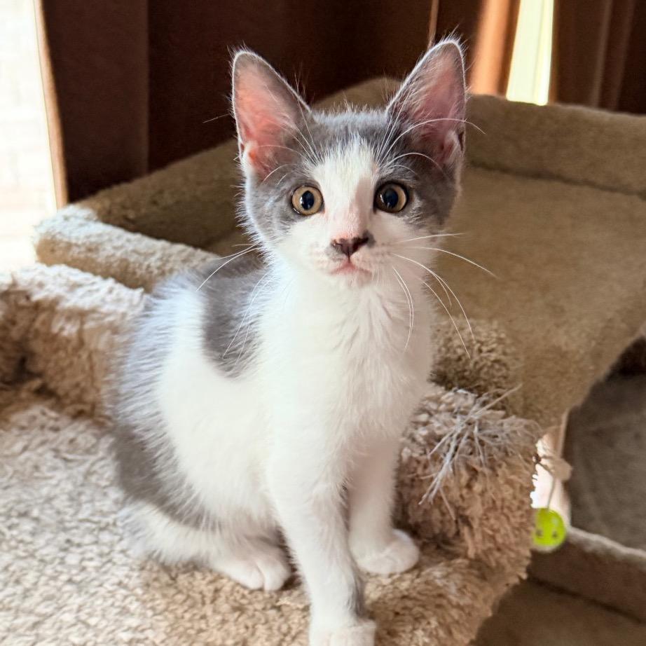 Enlarge Blinky, a Adoptable Domestic Short Hair in Jupiter, FL image 3/6