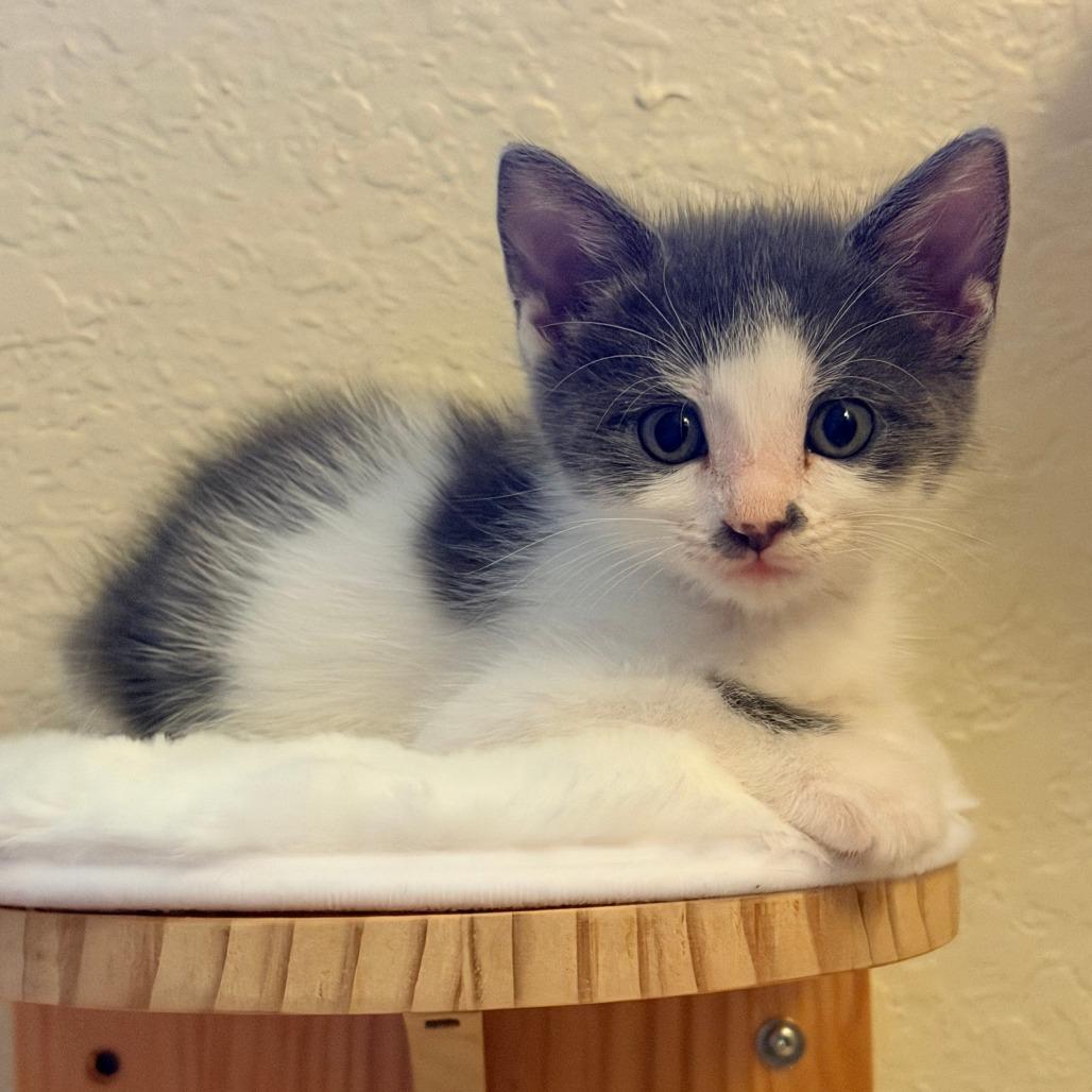 Enlarge Blinky, a Adoptable Domestic Short Hair in Jupiter, FL image 6/6