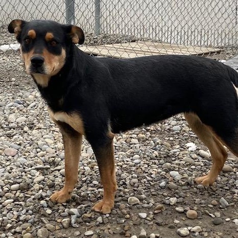 Holly, a Adoptable mixed breed in Claresholm, AB image 1/2