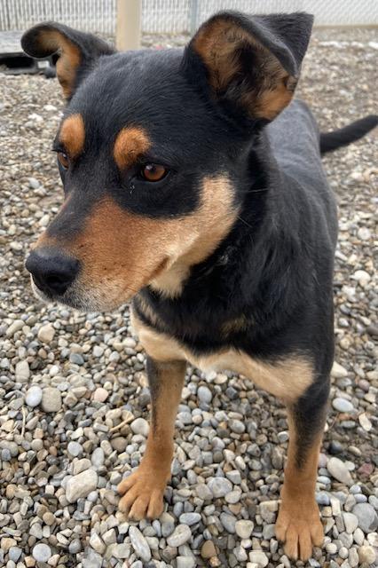 Holly, a Adoptable mixed breed in Claresholm, AB image 2/2