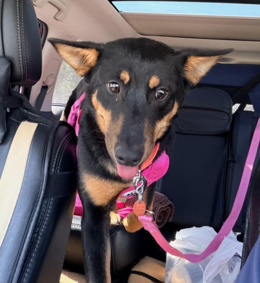 Darby *IN FOSTER*, Adoptable, Puppy Female German Shepherd Dog & Australian Cattle Dog / Blue Heeler.