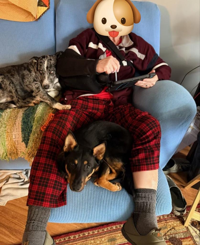 Enlarge Darby *IN FOSTER*, a Adoptable mixed breed in Ladysmith, WI image 2/4