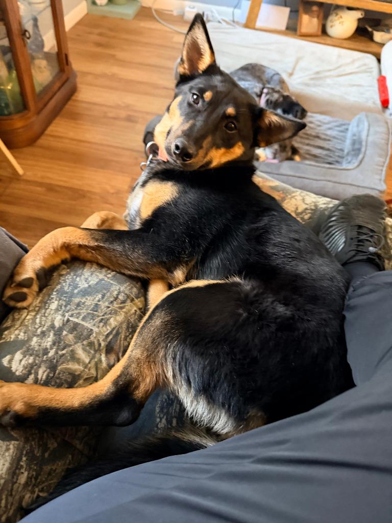 Enlarge Darby *IN FOSTER*, a Adoptable mixed breed in Ladysmith, WI image 3/4