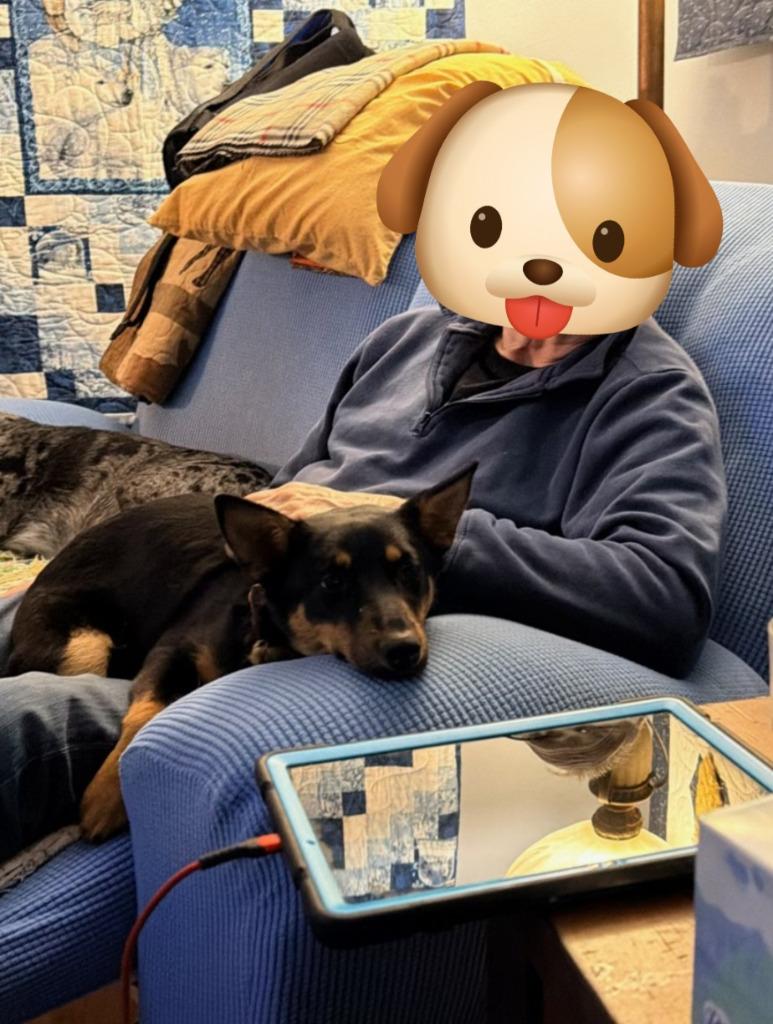 Enlarge Darby *IN FOSTER*, a Adoptable mixed breed in Ladysmith, WI image 4/4