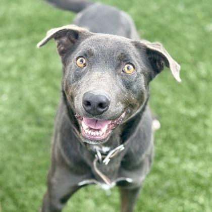 Enlarge Finley, a ADOPTABLE mixed breed in Red Bluff, CA image 1/6