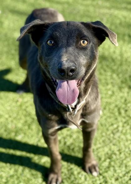 Enlarge Finley, a ADOPTABLE mixed breed in Red Bluff, CA image 1/3