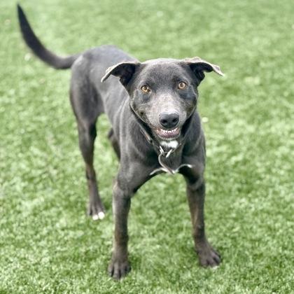 Enlarge Finley, a ADOPTABLE mixed breed in Red Bluff, CA image 3/6