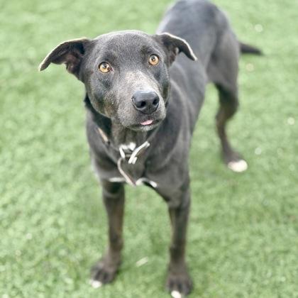 Enlarge Finley, a ADOPTABLE mixed breed in Red Bluff, CA image 2/6