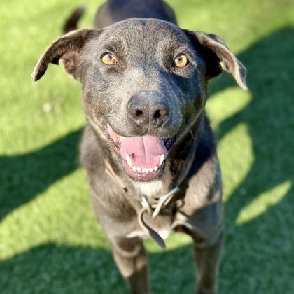 Enlarge Finley, a ADOPTABLE mixed breed in Red Bluff, CA image 3/3