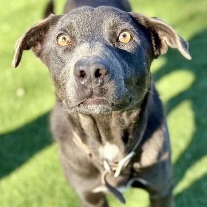 Enlarge Finley, a ADOPTABLE mixed breed in Red Bluff, CA image 2/3