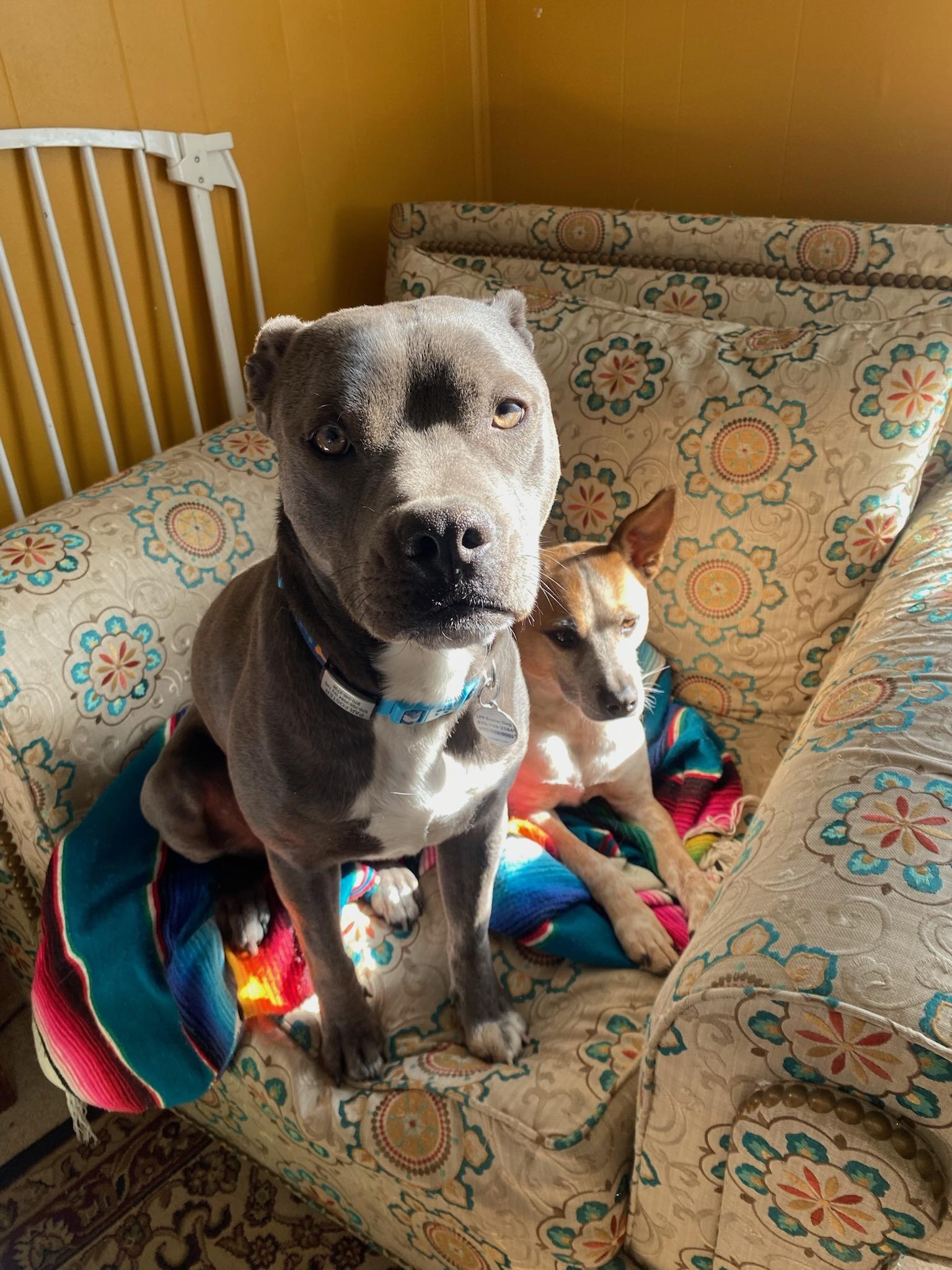 Enlarge Ducky, a ADOPTABLE Pit Bull Terrier in Durango, CO image 1/6