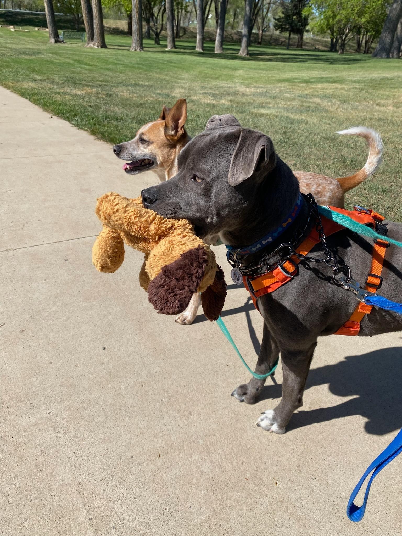 Enlarge Ducky, a ADOPTABLE Pit Bull Terrier in Durango, CO image 4/6
