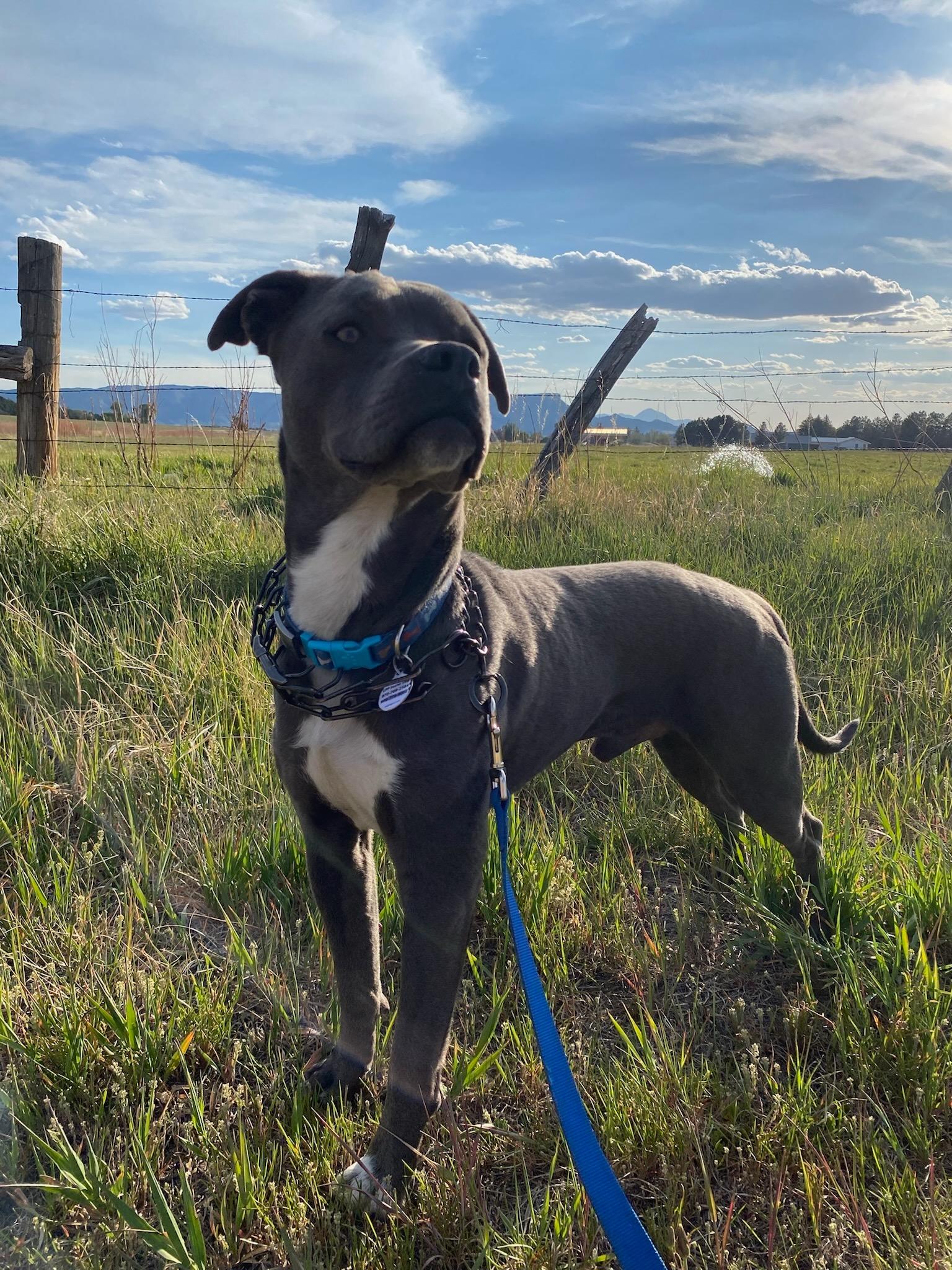 Enlarge Ducky, a ADOPTABLE Pit Bull Terrier in Durango, CO image 5/6