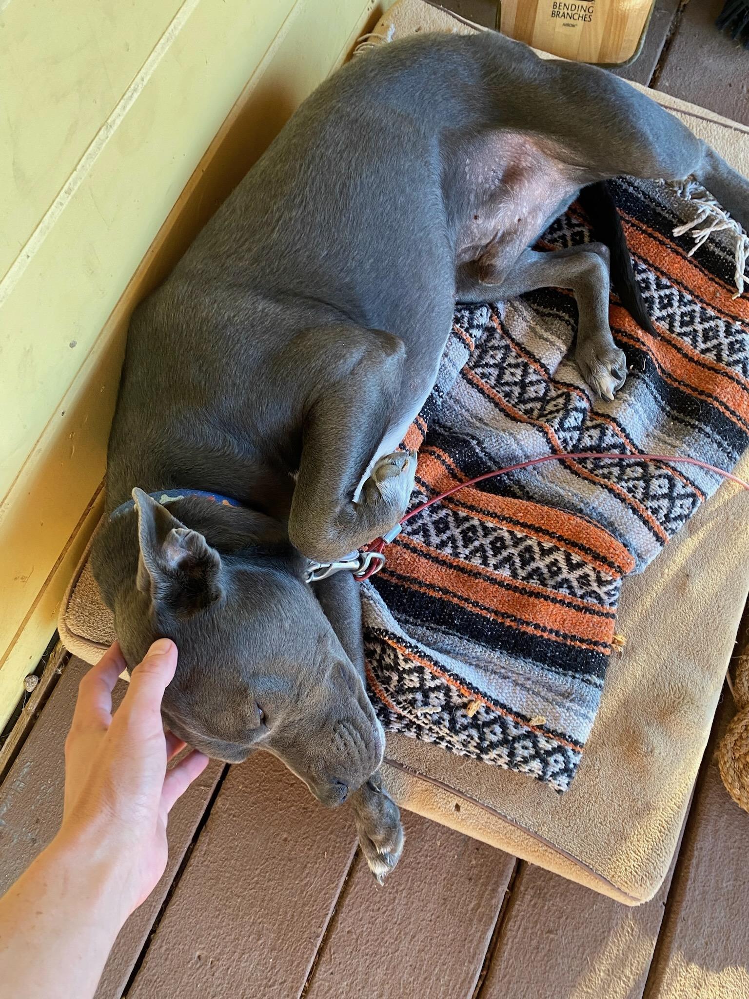Enlarge Ducky, a ADOPTABLE Pit Bull Terrier in Durango, CO image 3/6