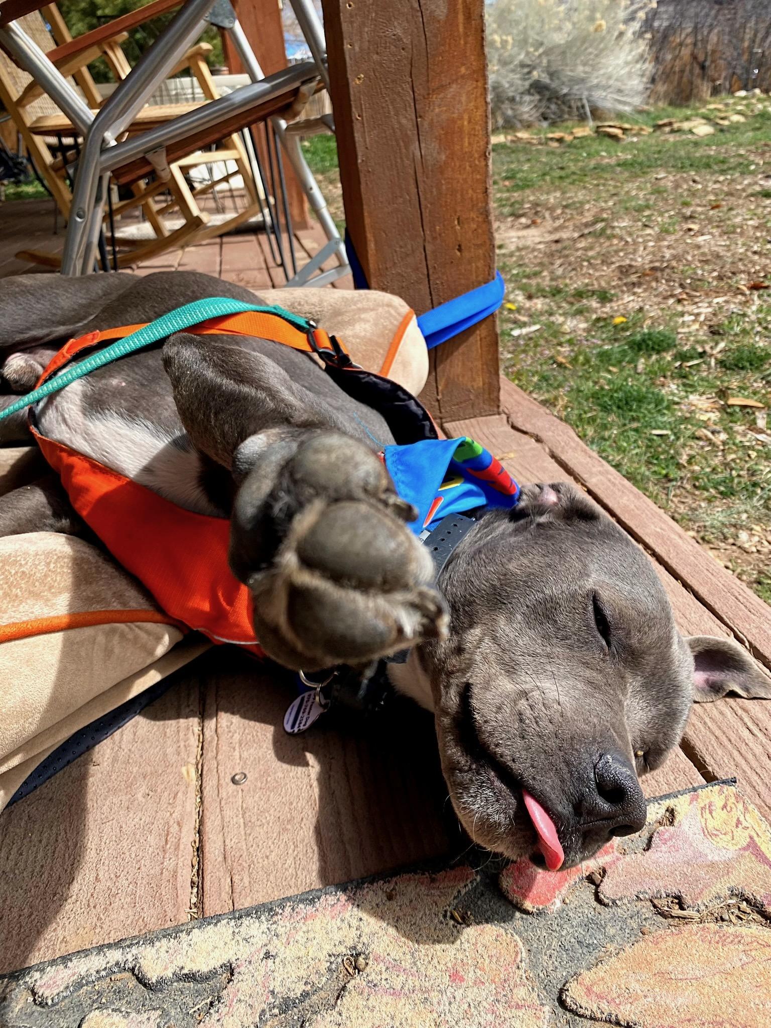 Enlarge Ducky, a ADOPTABLE Pit Bull Terrier in Durango, CO image 2/6