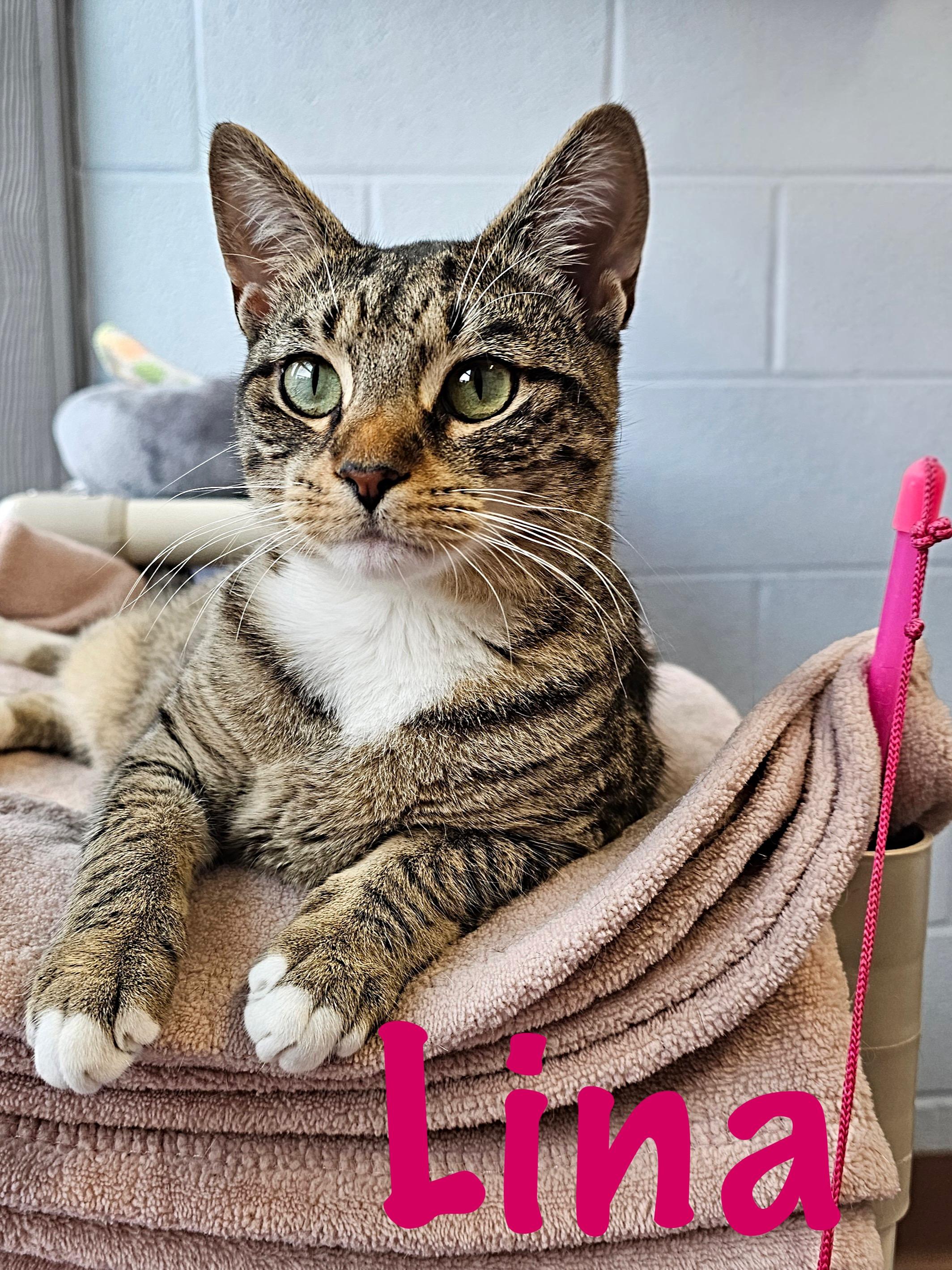 Lina, Adoptable, Young Female Domestic Short Hair.