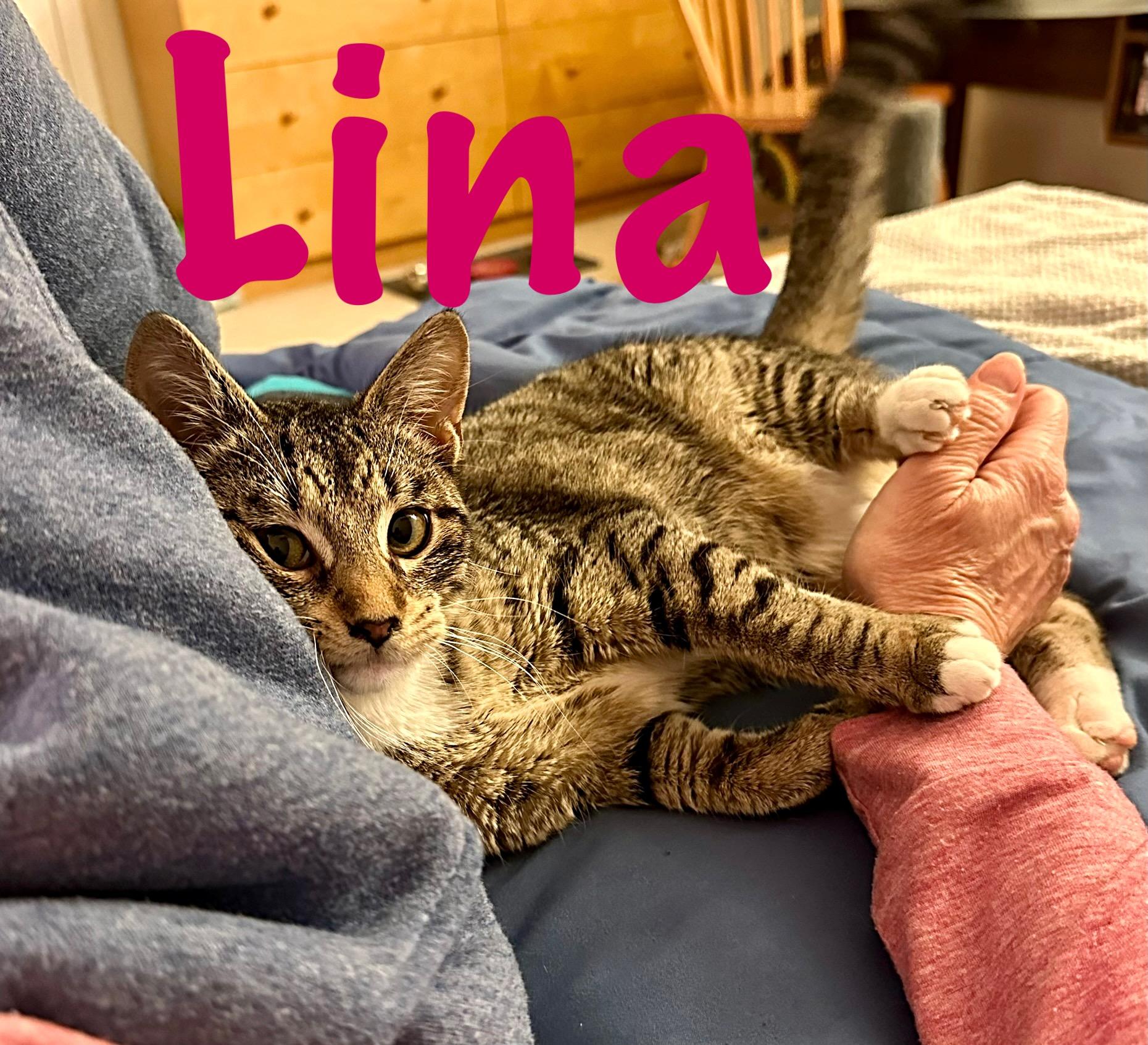 Enlarge Lina, a ADOPTABLE Domestic Short Hair in Prince Frederick, MD image 1/3