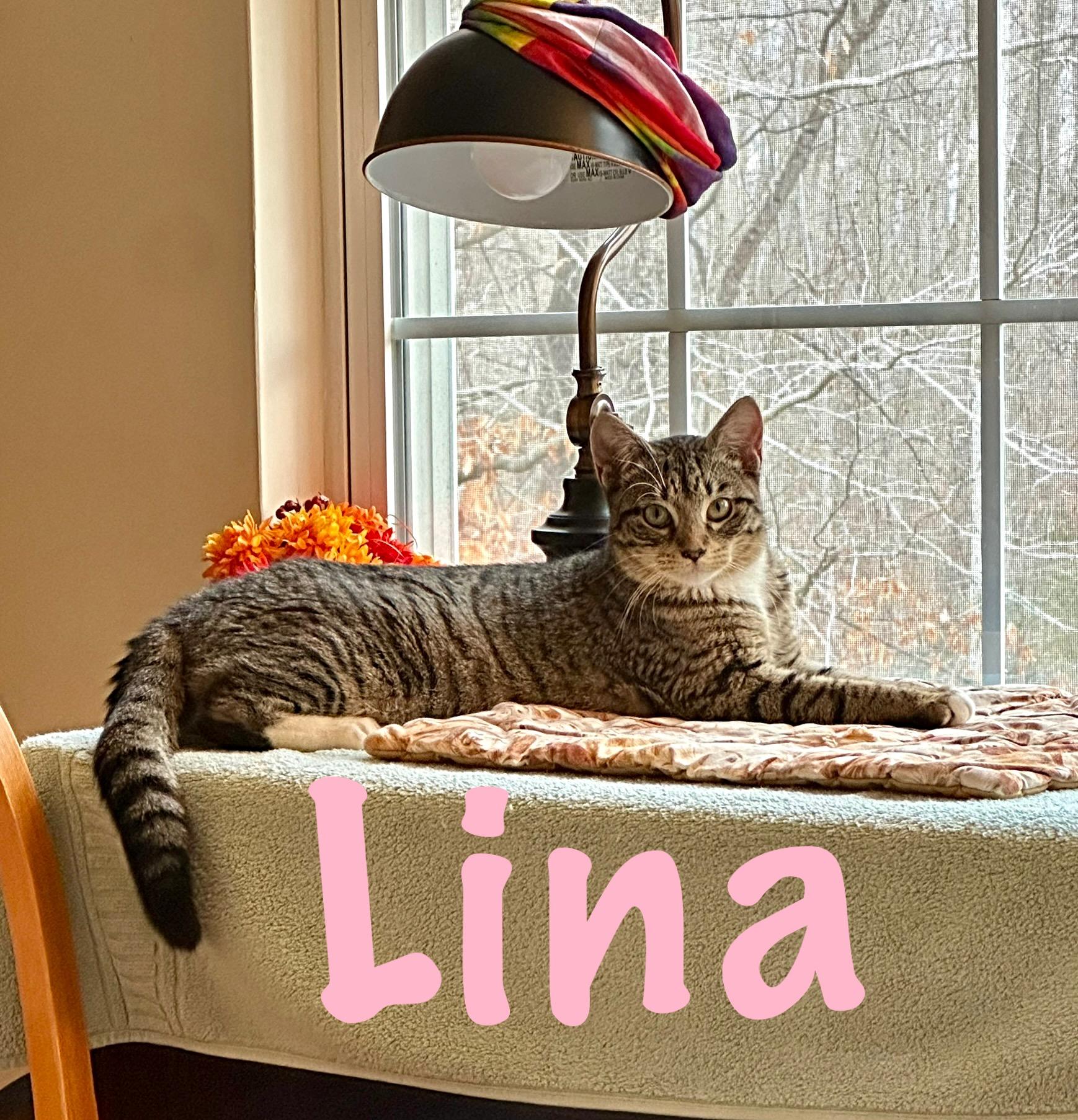 Enlarge Lina, a ADOPTABLE Domestic Short Hair in Prince Frederick, MD image 3/3