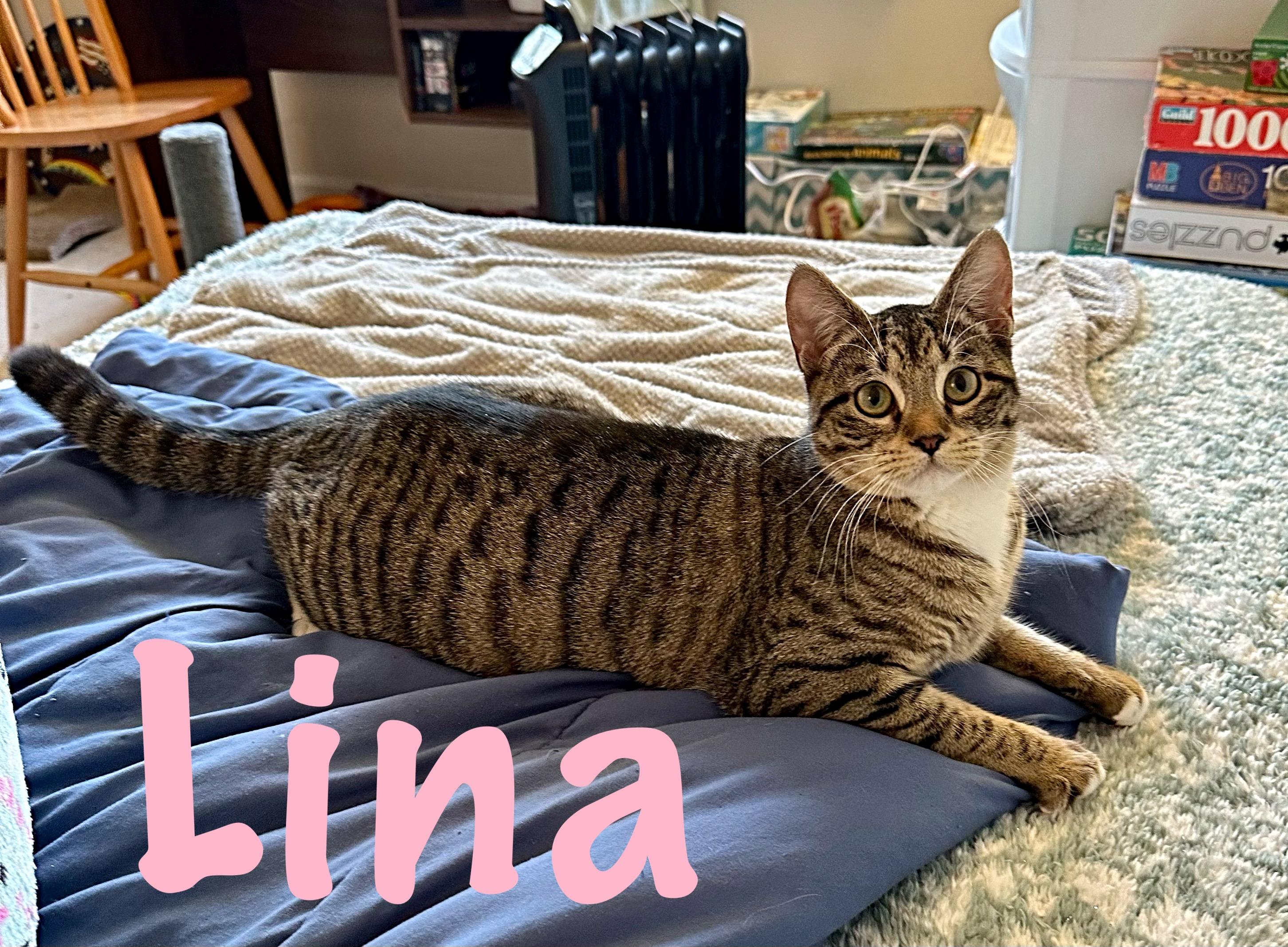 Enlarge Lina, a ADOPTABLE Domestic Short Hair in Prince Frederick, MD image 2/3