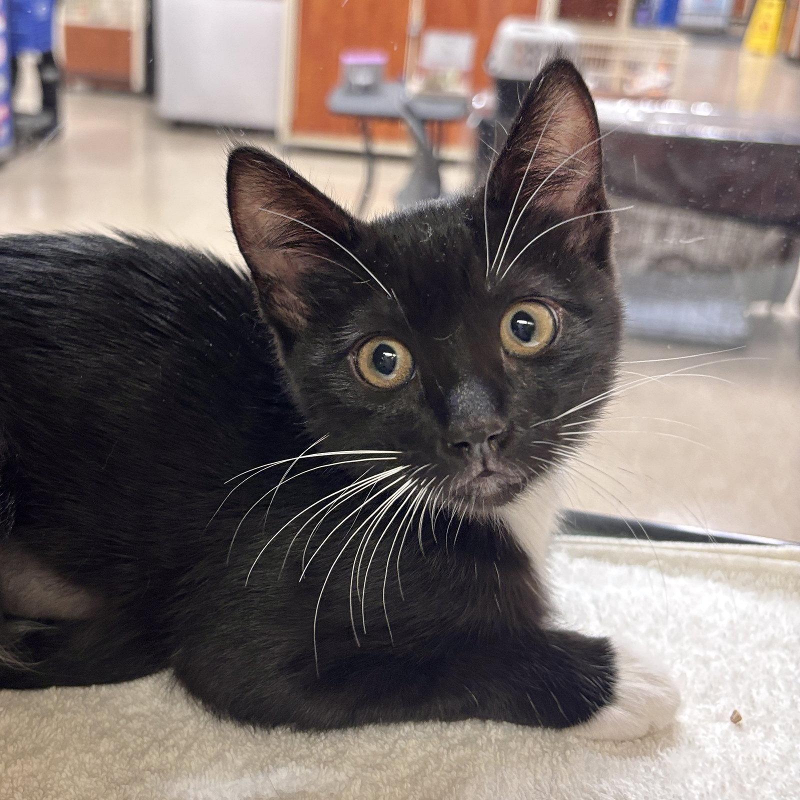 Rosemary, Adoptable, Kitten Female Domestic Short Hair.