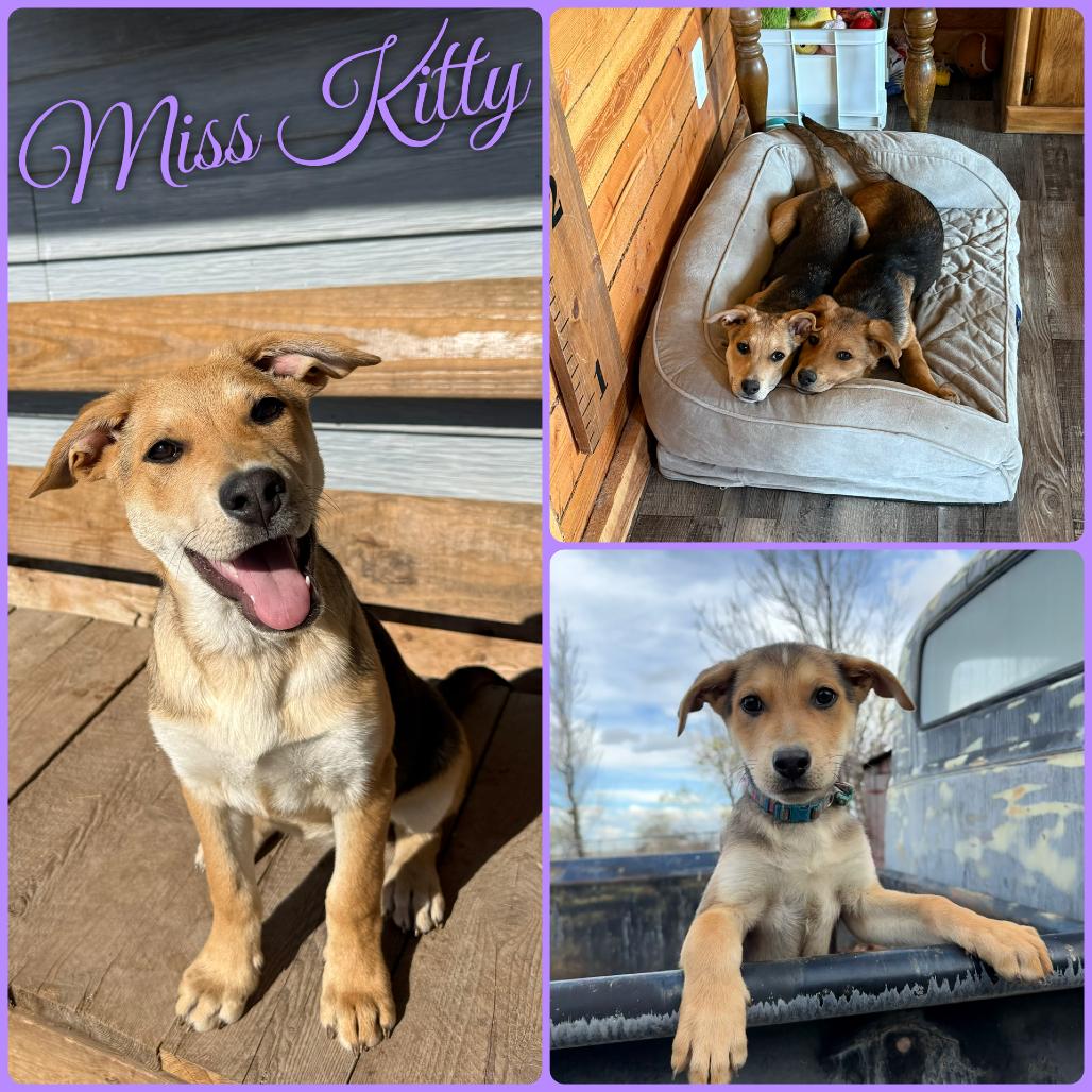 Kitty, Adoptable, Puppy Female German Shepherd Dog.