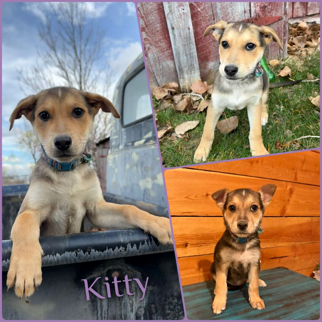 Kitty, Adoptable, Puppy Female German Shepherd Dog.