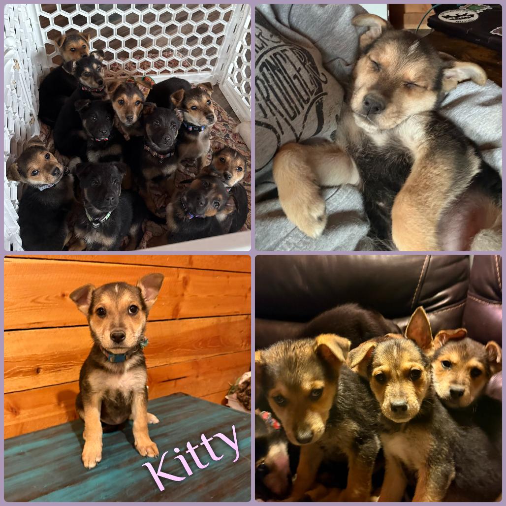 Kitty, Adoptable, Puppy Female German Shepherd Dog.