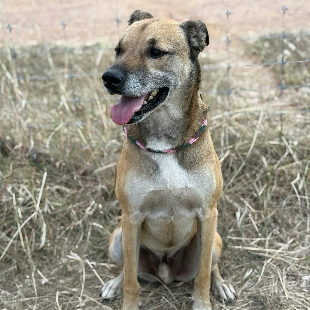 Enlarge Scorpion, a Adoptable mixed breed in Hagerstown, MD image 1/2