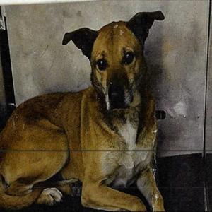 Enlarge Scorpion, a Adoptable mixed breed in Hagerstown, MD image 2/2