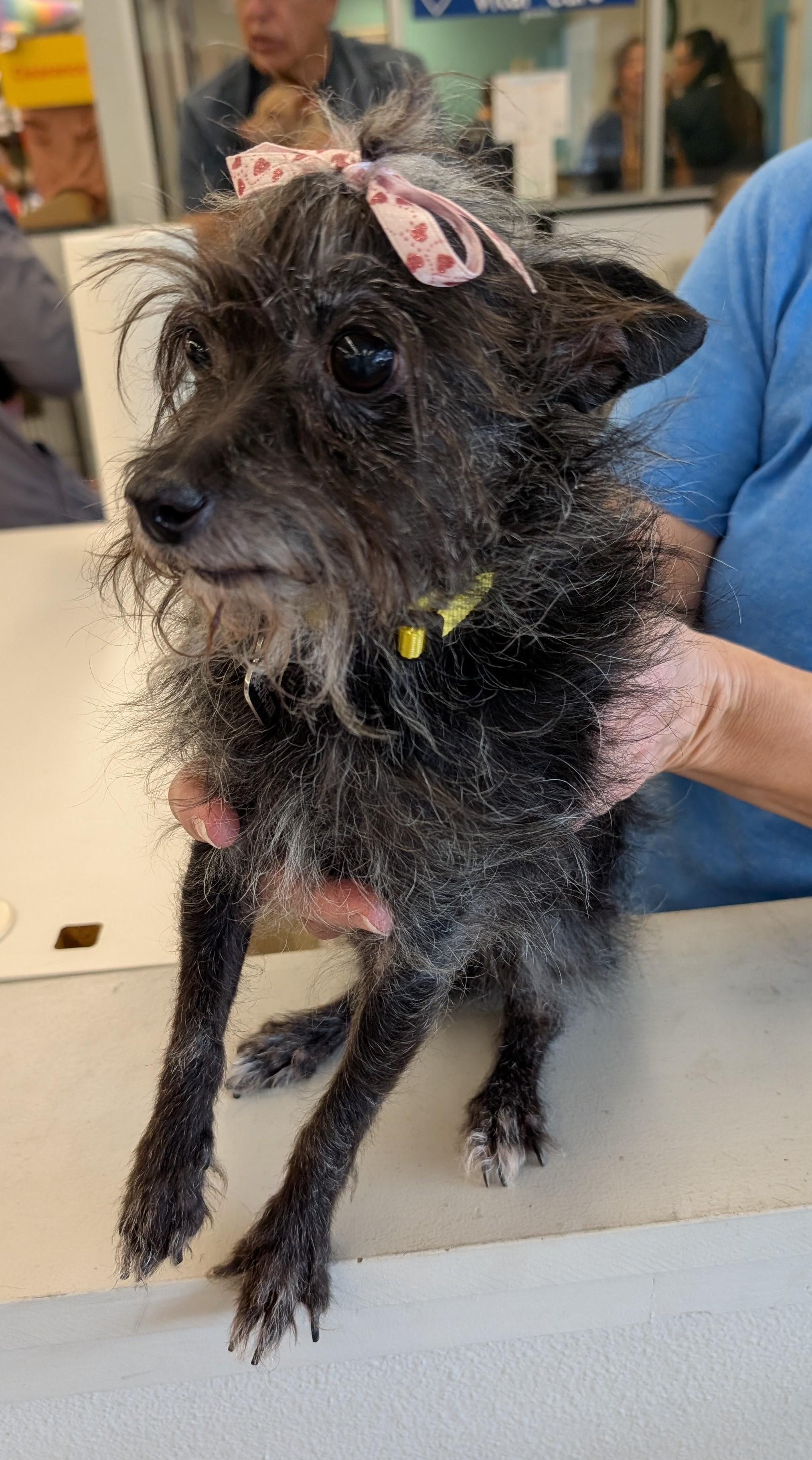 Jinny, adoptable, Adult Female Chihuahua.