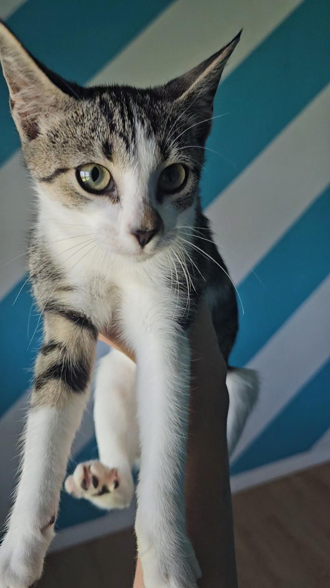 Marigold, Adoptable, Young Female Domestic Short Hair.