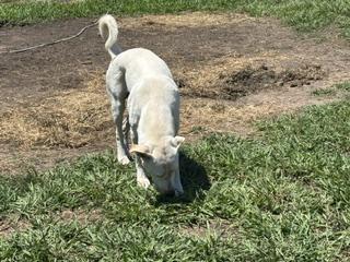 Enlarge GIO - Transport Available, a Adoptable mixed breed in North Bergen, NJ image 5/6