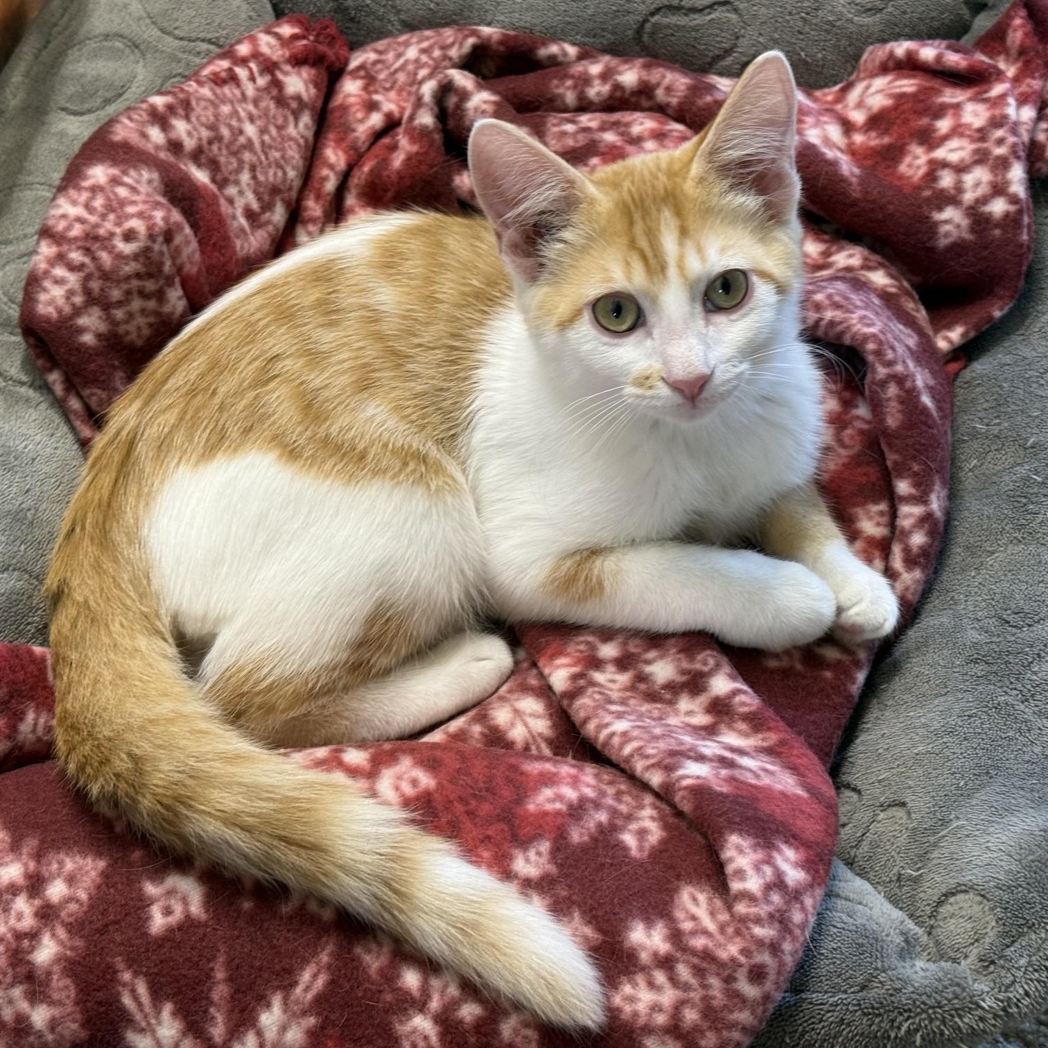 Enlarge Homer & Patty, a Adoptable Domestic Medium Hair in Neenah, WI image 3/5