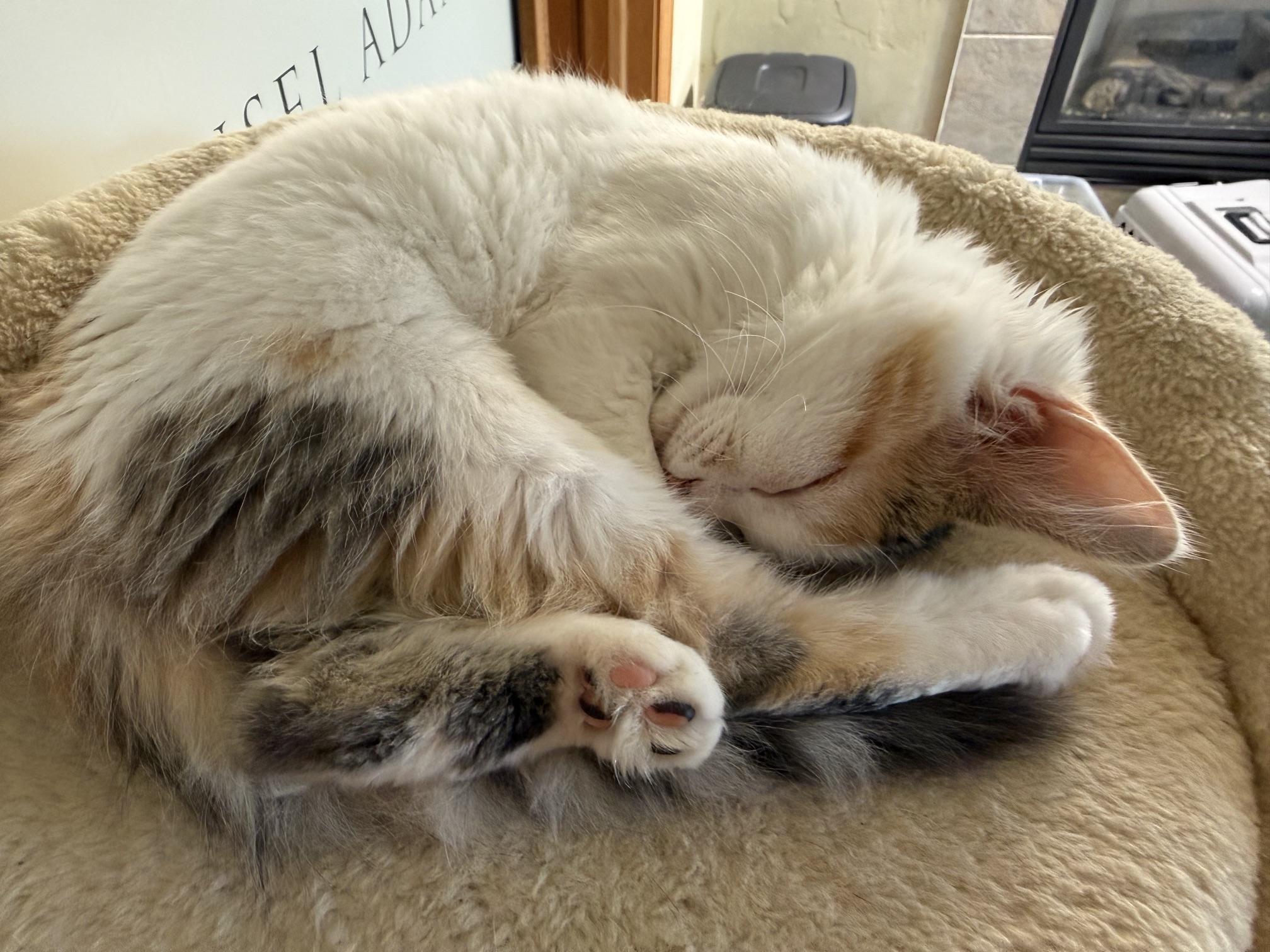 Enlarge Homer & Patty, a Adoptable Domestic Medium Hair in Neenah, WI image 4/5