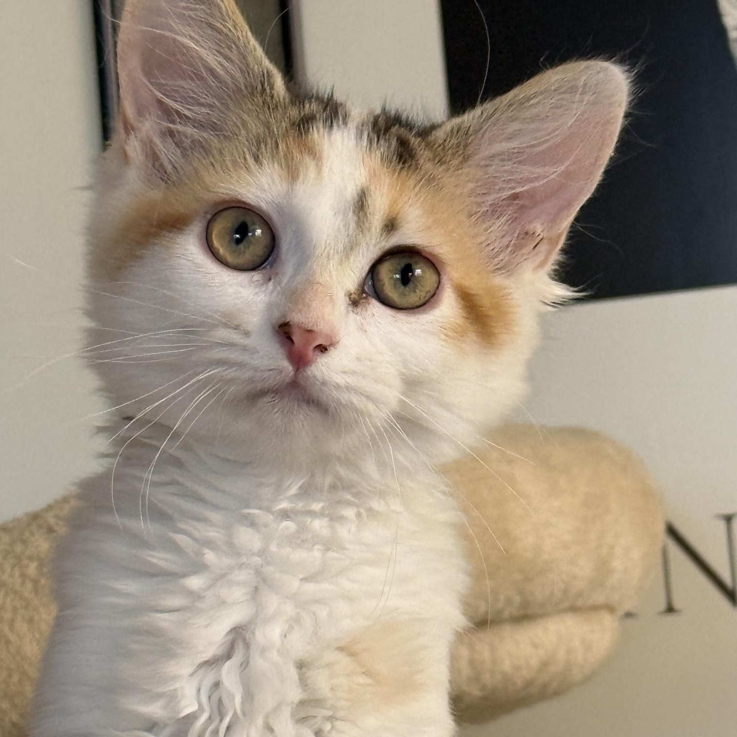 Enlarge Homer & Patty, a Adoptable Domestic Medium Hair in Neenah, WI image 5/5