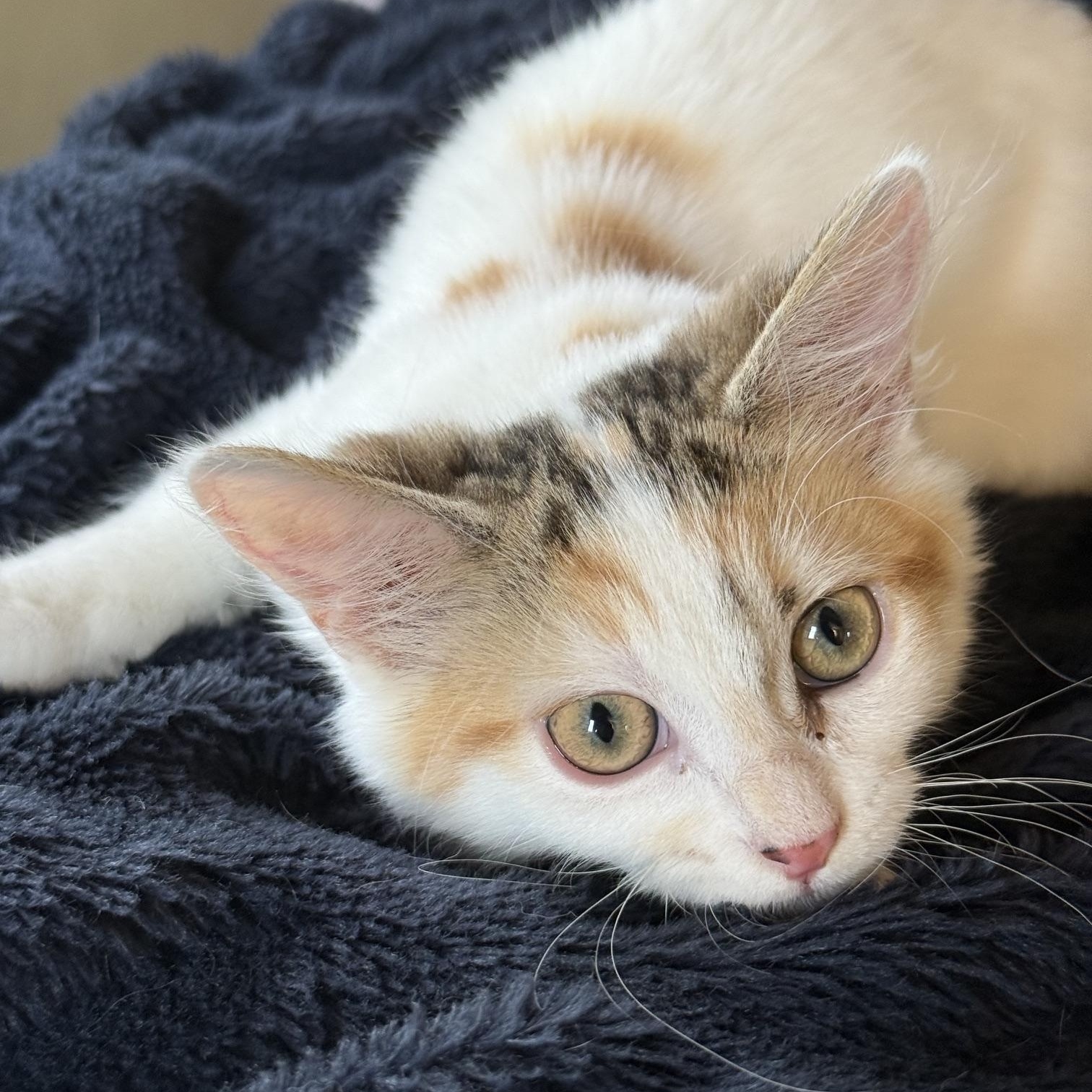 Enlarge Homer & Patty, a Adoptable Domestic Medium Hair in Neenah, WI image 2/5