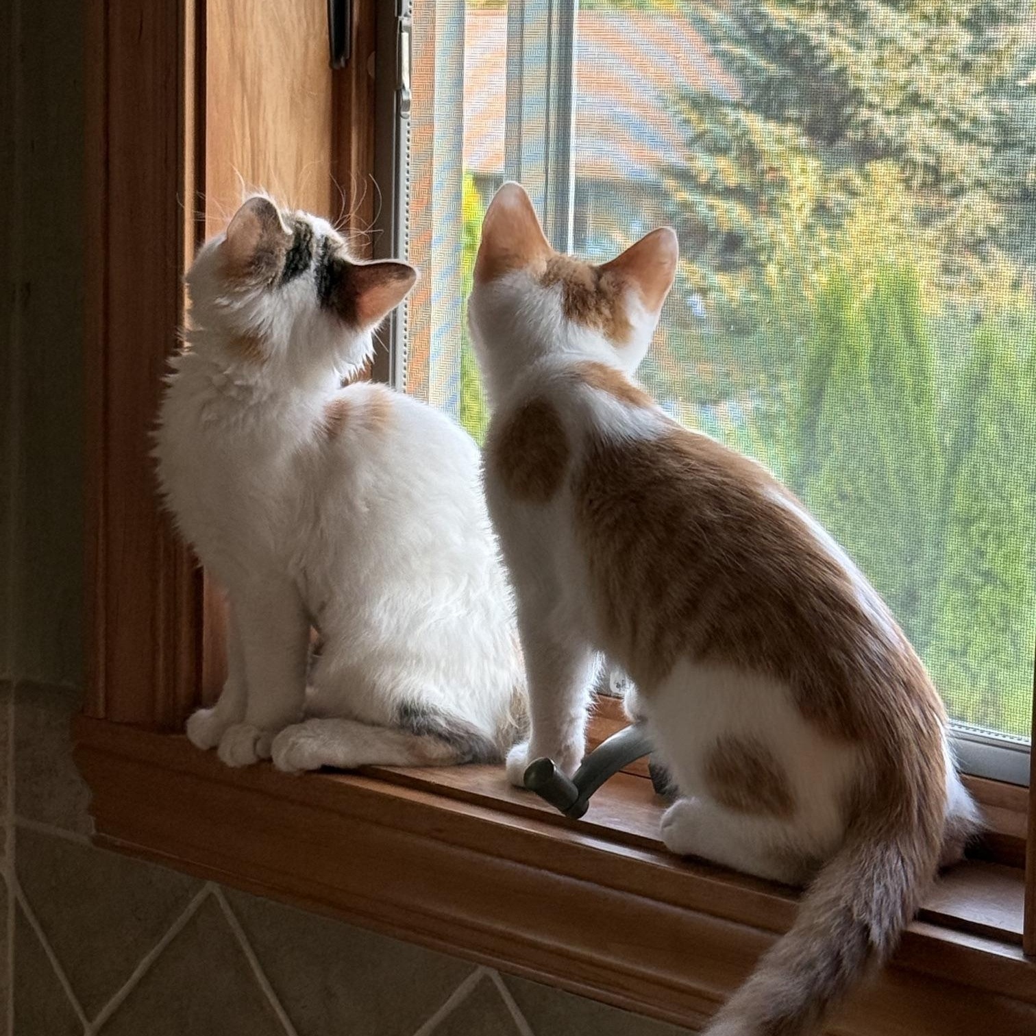 Homer & Patty, Adoptable, Kitten Male Domestic Medium Hair.