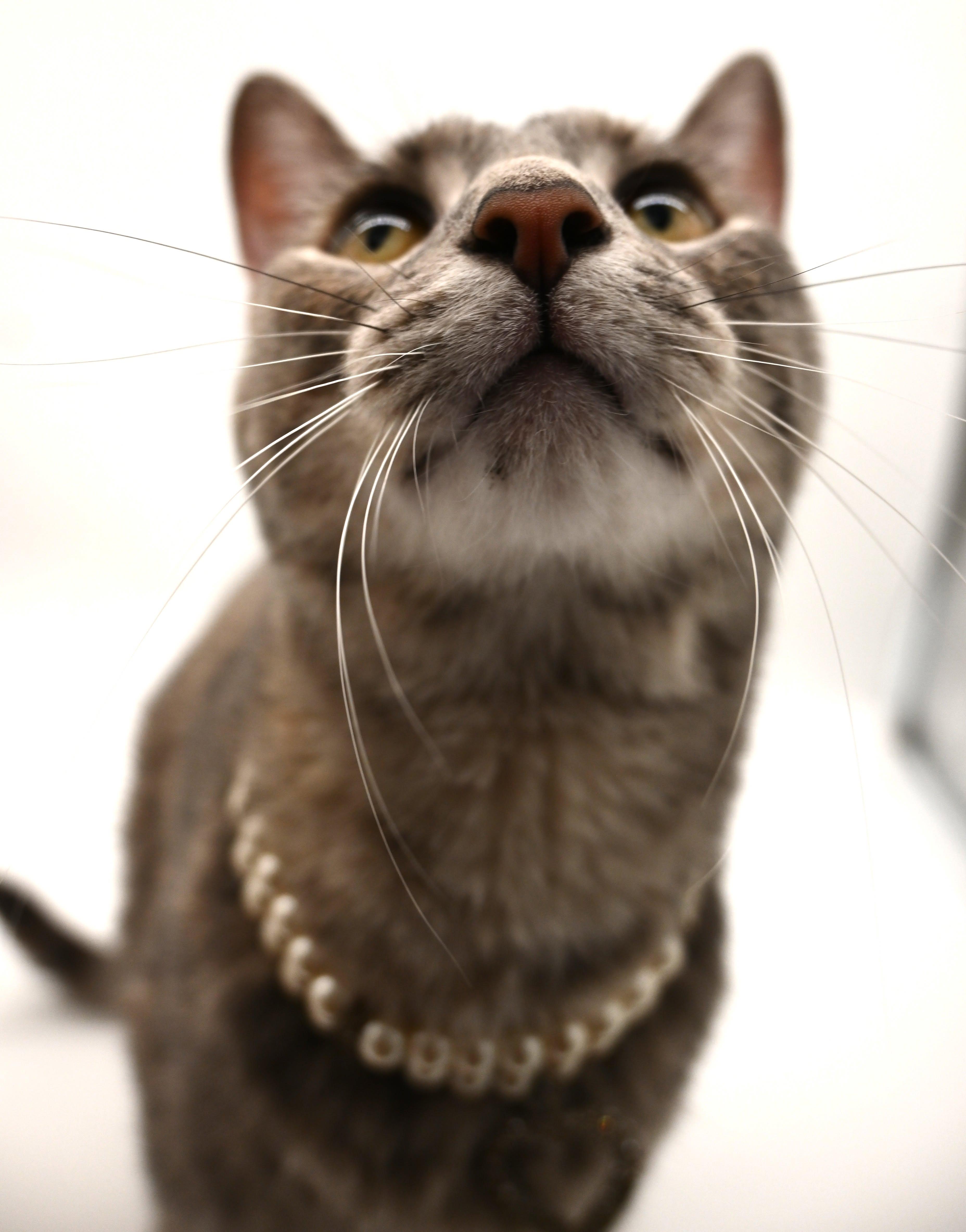 Enlarge Misty (Belly Rub Queen), a Adoptable Tabby in Mobile, AL image 4/6