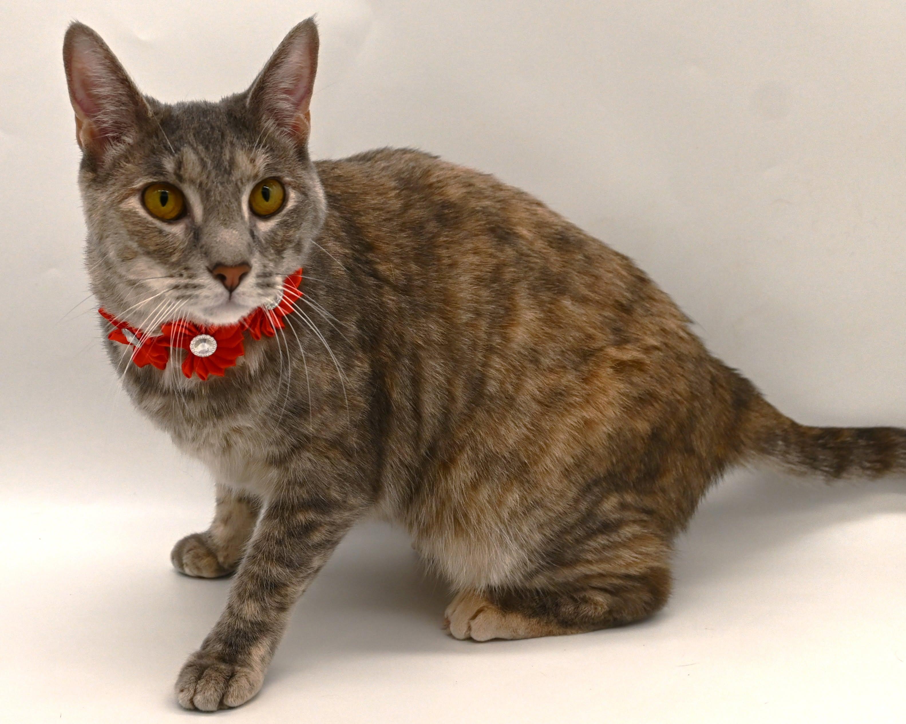 Enlarge Misty (Belly Rub Queen), a Adoptable Tabby in Mobile, AL image 5/6