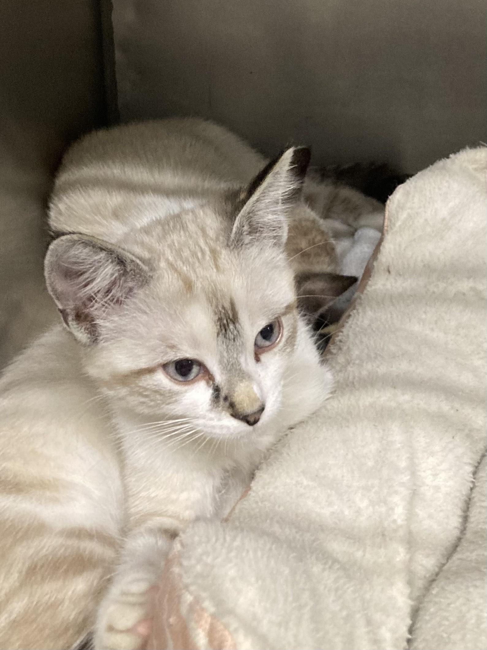 KITTENS, an adoptable Domestic Short Hair in Craig, CO, 81625 | Photo Image 1
