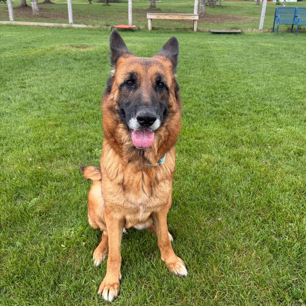 Lily, Adoptable, Adult Female German Shepherd Dog.
