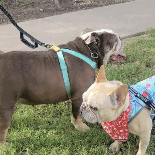 Rhea, a Adoptable English Bulldog in Austin, TX image 1/2